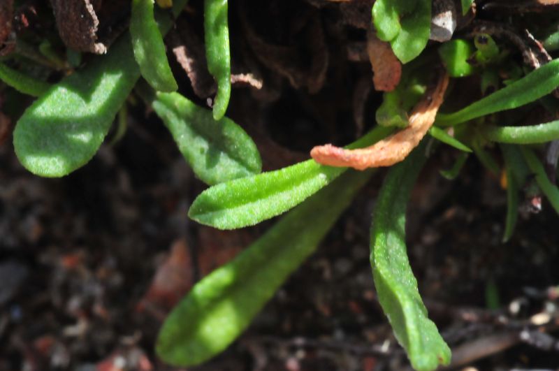 Limonium contortirameum